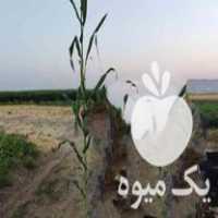 فروش ذرت علوفه درجه 1 در کرمانشاه در گروه خوراک دام و طیور - پرواری شیری علوفه یونجه در یکمیوه