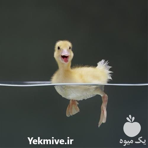 فروش اردک یکروزه - طیور در تهران در گروه مرغ و خروس و بوقلمون و اردک قو قاز در یکمیوه -عکس1