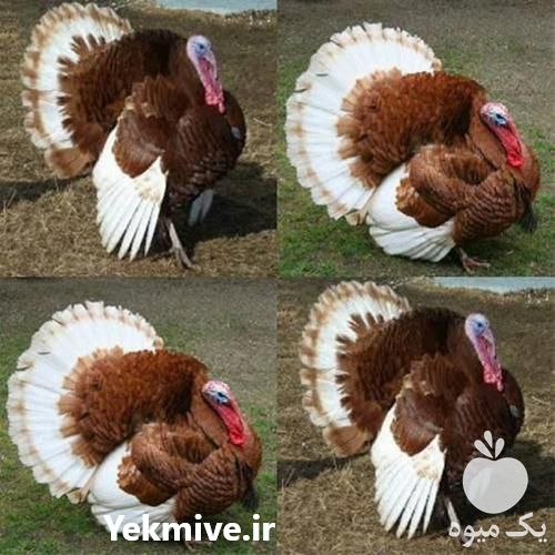 فروش بوقلمون بوربون در تهران در گروه مرغ و خروس و بوقلمون و اردک قو قاز در یکمیوه -عکس1