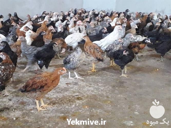فروش پرورش مرغ گلپایگانی در تهران در گروه انواع تخم ها - مرغ بوقلمون پرنده عمده کشاورزی در یکمیوه -عکس1