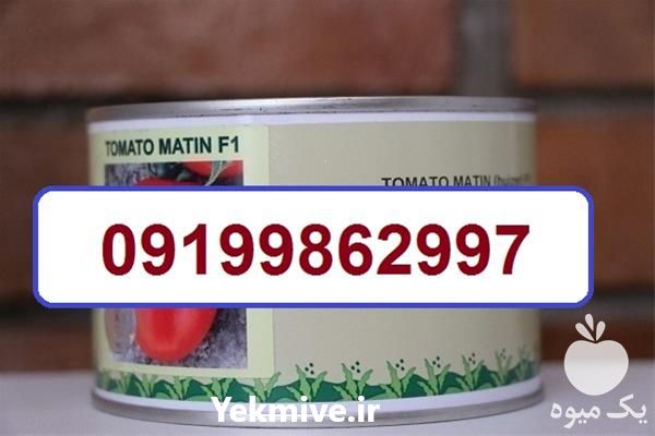فروش بذر گوجه فرنگی متین در سمنان در گروه خرید فروش بذر - انواع محصول کشاورزی گوجه کتان میوه درخت در یکمیوه -عکس1