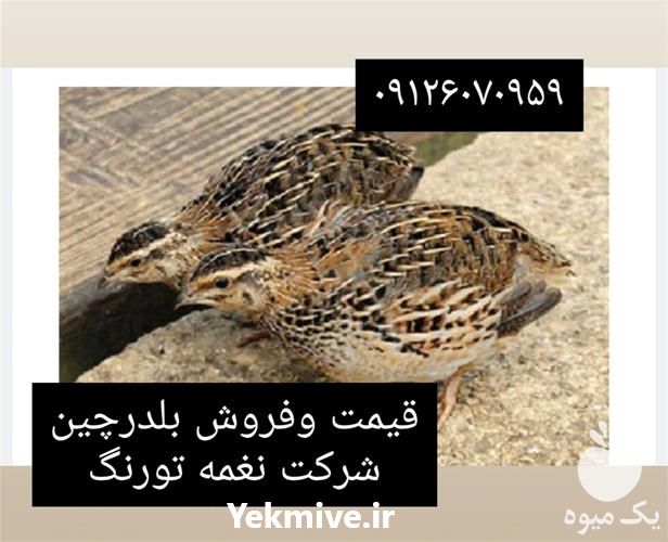 فروش بلدرچین تخمگذار در تهران در گروه مرغ و خروس و بوقلمون و اردک قو قاز در یکمیوه -عکس1