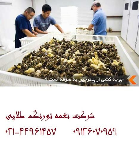 فروش قیمت روز بلدرچین مولد در تهران در گروه خرید فروش سایر محصولات تجهیزات کشاورزی در یکمیوه -عکس1