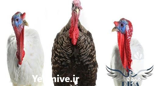 فروش قیمت روز بوقلمون بیوتی زنده در تهران در گروه مرغ و خروس و بوقلمون و اردک قو قاز در یکمیوه -عکس1