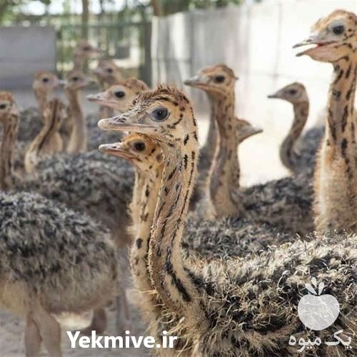 قیمت و فروش شترمرغ در سنین مختلف در تهران در گروه انواع تخم ها - مرغ بوقلمون پرنده عمده کشاورزی در یکمیوه -عکس1
