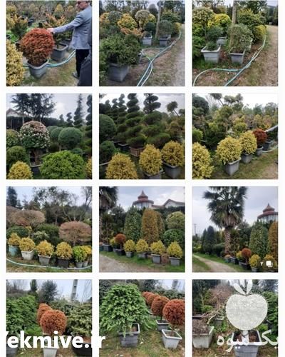 اجرای محوطه سازی و فضای سبز در تهران در گروه سمپاشی - خدمات باغ محصولات کشاورزی در یکمیوه -عکس1