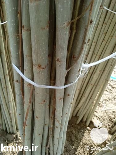 فروش صنوبر با کیفیت در نهالستان ایران نهال در تهران در گروه خرید فروش نهال - انواع گردو پسته بادام سلطانی انگور در یکمیوه -عکس1