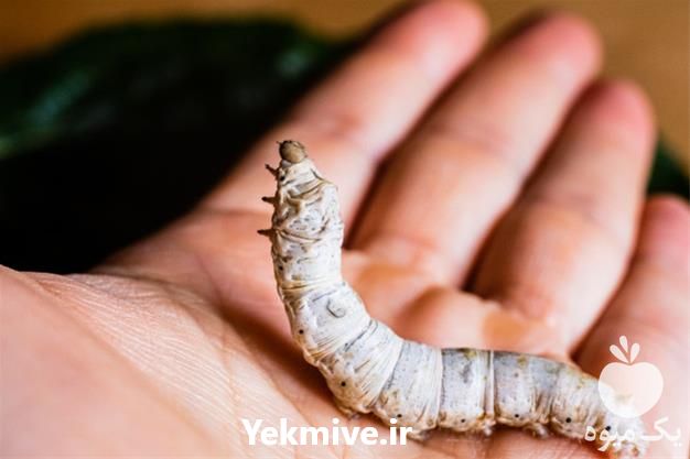 فروش کرم ابریشم در تهران در گروه سایر محصولات دام و طیور در یکمیوه -عکس1