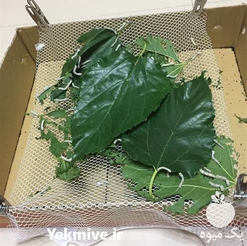 خرید و فروش کرم ابریشم در تهران در گروه خرید فروش عمده موز - زرد سبز پاکستان چیکیتا اکوادوور در یکمیوه -عکس1