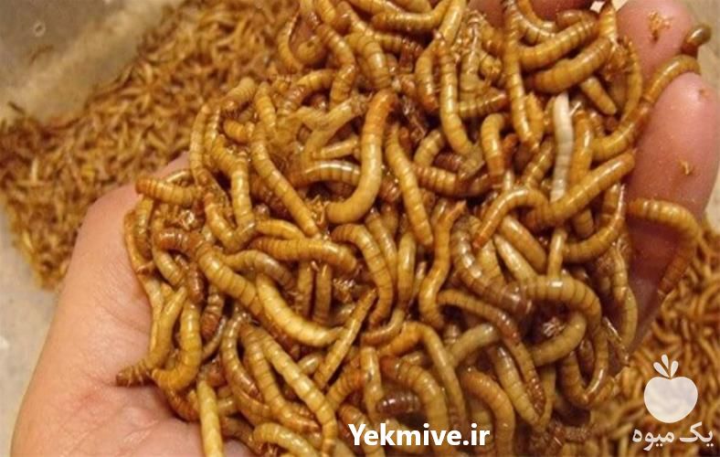 فروش لارو میلورم در تهران در گروه سگ و گربه _ نگهبان هاسکی ژرمن دوبرمن سرابی در یکمیوه -عکس1