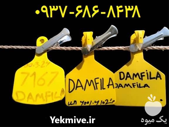 تولید و فروش کننده پلاک گوش دام در تهران در گروه گاو و گوسفند و میش و بز کهره گوساله سمینتال در یکمیوه -عکس1