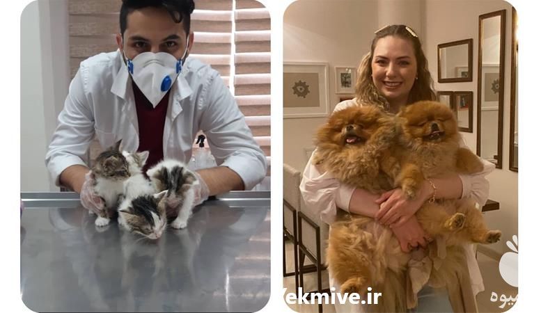 فروش خدمات دامپزشکی در منزل در تهران در گروه حیوانات خانگی - خرید و فروش در یکمیوه -عکس1