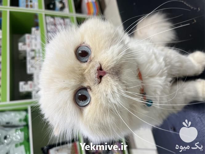 خدمات دامپزشکی در منزل در تهران در گروه سگ و گربه _ نگهبان هاسکی ژرمن دوبرمن سرابی در یکمیوه -عکس1