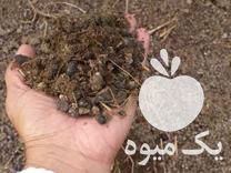 فروش کود حیوانی خشک در مازندران در گروه خوراک دام و طیور - پرواری شیری علوفه یونجه در یکمیوه -عکس1