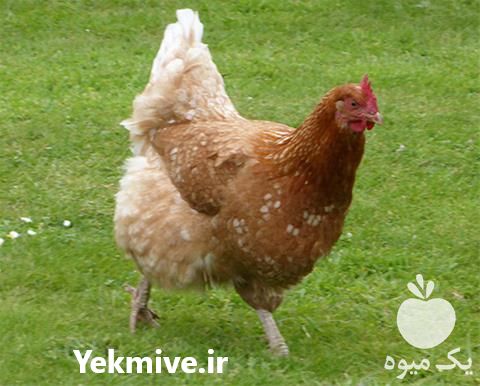 فروش جوجه مرغ لوهمن در تهران در گروه مرغ و خروس و بوقلمون و اردک قو قاز در یکمیوه -عکس1