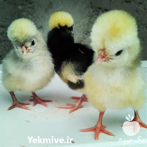 فروش جوجه مرغ های زینتی در قزوین در گروه مرغ و خروس و بوقلمون و اردک قو قاز در یکمیوه -عکس1