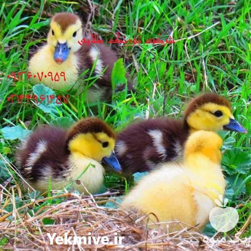 خرید و فروش اردک پکنی بالغ در تهران در گروه مرغ و خروس و بوقلمون و اردک قو قاز در یکمیوه -عکس1