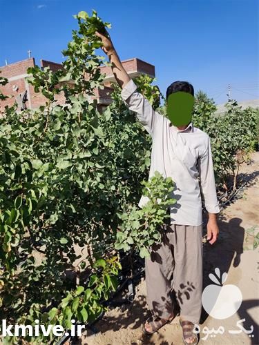 فروش نهال پسته پیوند خورده در همدان در گروه خرید فروش نهال - انواع گردو پسته بادام سلطانی انگور در یکمیوه -عکس1