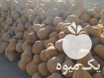 فروش کدو تنبل بورانی در اردبیل در گروه خرید فروش عمده کدو تنبل - حلوایی سبز سفید نارنجی در یکمیوه -عکس1