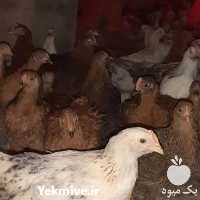 مرغ تخمگذار - خرید تخم گذار رنگی در تهران در گروه مرغ و خروس و بوقلمون و اردک قو قاز در یکمیوه