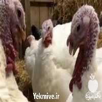 فروش بوقلمون بیوتی در تهران در گروه مرغ و خروس و بوقلمون و اردک قو قاز در یکمیوه