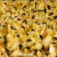 فروش ویژه اردک پکنی یک روزه در تهران در گروه مرغ و خروس و بوقلمون و اردک قو قاز در یکمیوه