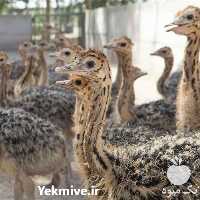 قیمت و فروش شترمرغ در سنین مختلف در تهران در گروه انواع تخم ها - مرغ بوقلمون پرنده عمده کشاورزی در یکمیوه