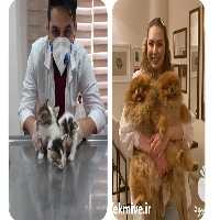 فروش خدمات دامپزشکی در منزل در تهران در گروه حیوانات خانگی - خرید و فروش در یکمیوه