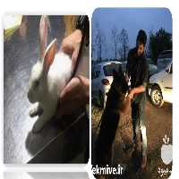 ویزیت خرگوش در منزل در تهران در گروه دارو و داروخانه - دامپزشکی دامی کوبافوس آیوکتین در یکمیوه