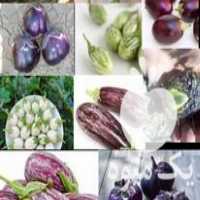 فروش بذر بادمجان ها و گل ها کمیاب  در بندرعباس در گروه خرید فروش عمده گیاهان زینتی - گرمسیری آپارتمانی باغچه آب در یکمیوه