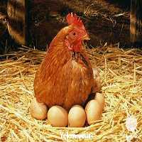 قیمت فروش مرغ محلی  در تهران در گروه مرغ و خروس و بوقلمون و اردک قو قاز در یکمیوه