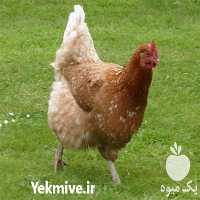 فروش جوجه مرغ لوهمن در تهران در گروه مرغ و خروس و بوقلمون و اردک قو قاز در یکمیوه