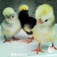 فروش جوجه مرغ های زینتی در قزوین در گروه مرغ و خروس و بوقلمون و اردک قو قاز در یکمیوه