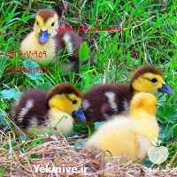 خرید و فروش اردک پکنی بالغ در تهران در گروه مرغ و خروس و بوقلمون و اردک قو قاز در یکمیوه