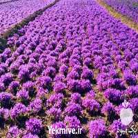 فروش خاک غنی شده زعفران کاری در اردبیل در گروه خرید فروش عمده زعفران - قائنات قیمت خراسان بهرامن گرم در یکمیوه