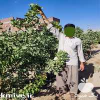 فروش نهال پسته پیوند خورده در همدان در گروه خرید فروش نهال - انواع گردو پسته بادام سلطانی انگور در یکمیوه