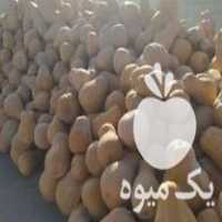 فروش کدو تنبل بورانی در اردبیل در گروه خرید فروش عمده کدو تنبل - حلوایی سبز سفید نارنجی در یکمیوه