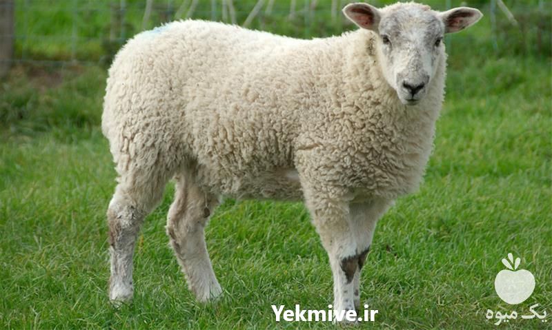 خرید و فروش گوسفند زنده در تهران در گروه گاو و گوسفند و میش و بز کهره گوساله سمینتال در یکمیوه -عکس1