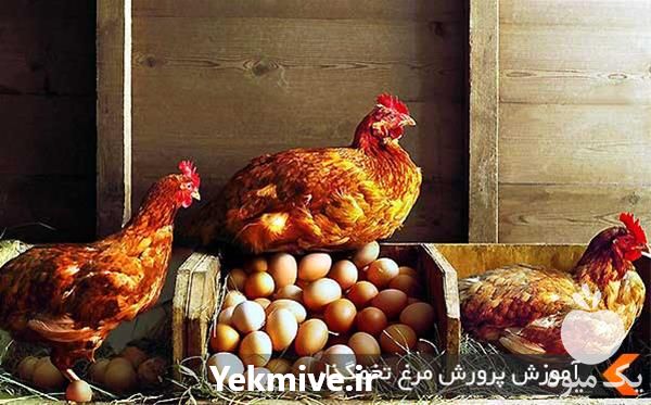 فروش مرغ بومی اصلاح نژاد شده در تهران در گروه مرغ و خروس و بوقلمون و اردک قو قاز در یکمیوه -عکس1