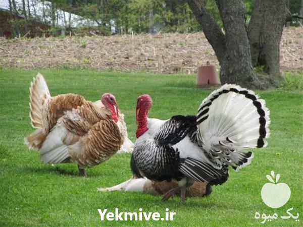 فروش جوجه بوقلمون برنز در تهران در گروه مرغ و خروس و بوقلمون و اردک قو قاز در یکمیوه -عکس1