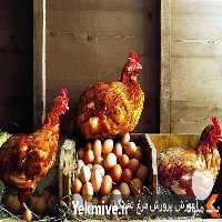 فروش مرغ بومی اصلاح نژاد شده در تهران در گروه مرغ و خروس و بوقلمون و اردک قو قاز در یکمیوه