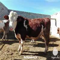 خرید گوساله پرواری سیمینتال  در قم در گروه گاو و گوسفند و میش و بز کهره گوساله سمینتال در یکمیوه