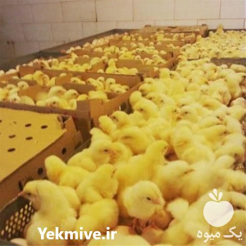 فروش جوجه یک روزه در تهران در گروه مرغ و خروس و بوقلمون و اردک قو قاز در یکمیوه -عکس1