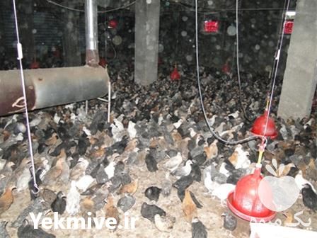 فروش جوجه بومی و نیمچه مرغ بومی در تهران در گروه مرغ و خروس و بوقلمون و اردک قو قاز در یکمیوه -عکس1