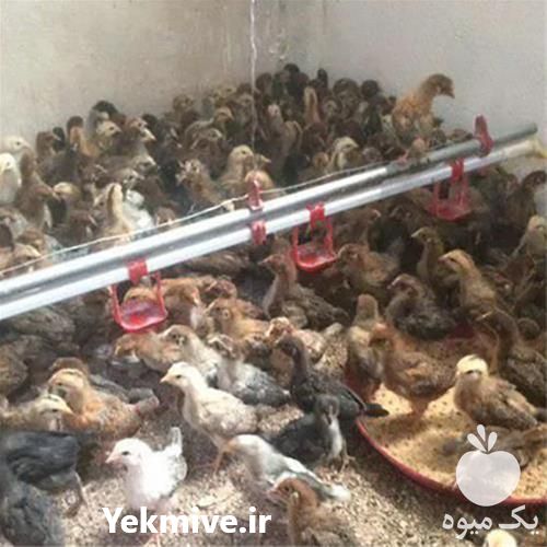 فروش جوجه و مرغ محلی در تهران در گروه مرغ و خروس و بوقلمون و اردک قو قاز در یکمیوه -عکس1