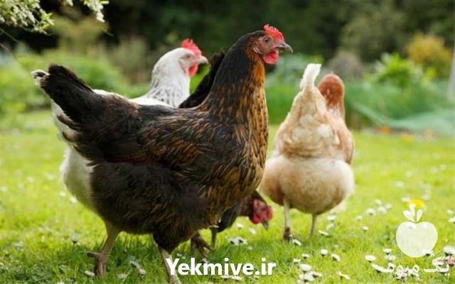 قیمت فروش جوجه مرغ در تهران در گروه مرغ و خروس و بوقلمون و اردک قو قاز در یکمیوه -عکس1