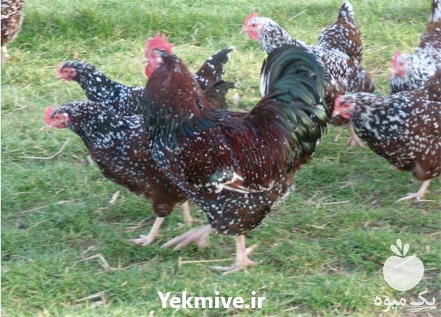 فروش ویژه مرغ هلندی در تهران در گروه مرغ و خروس و بوقلمون و اردک قو قاز در یکمیوه -عکس1