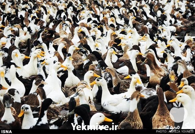 فروش جوجه اردک پکنی در تهران در گروه مرغ و خروس و بوقلمون و اردک قو قاز در یکمیوه -عکس1