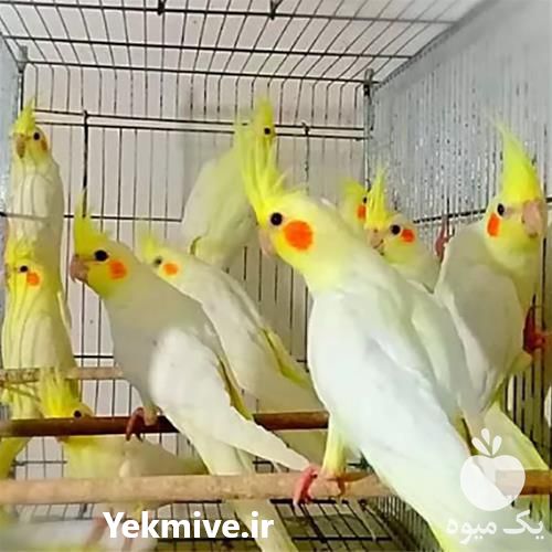 فروش تخم نطفه دار عروس هلندی در یزد در گروه انواع تخم ها - مرغ بوقلمون پرنده عمده کشاورزی در یکمیوه -عکس1
