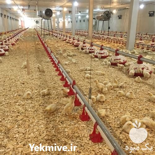 فروش تجهیزات مرغداری کارناطیور در قزوین در گروه تجهیزات دام و طیور - خرید فروش نو دسته دوم در یکمیوه -عکس1